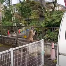 Полицейские безуспешно гоняются по городу за обезьяной