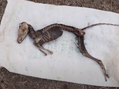 Учёные собираются исследовать скелет неведомого животного
