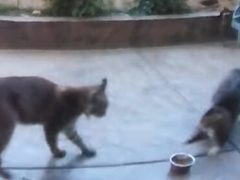 Голодная кошка оказалась не готова делиться едой с рысью