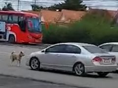 Собака развлекается, препятствуя движению транспорта