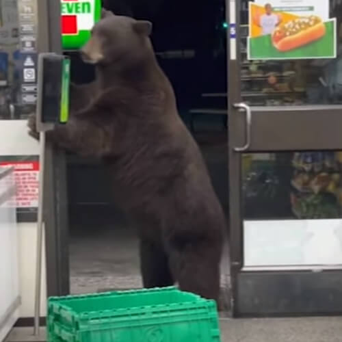 Медведь вторгся в магазин и случайно продезинфицировал себе нос