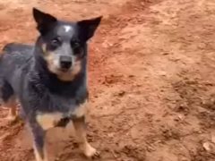 Собака знает, как предотвратить наводнение