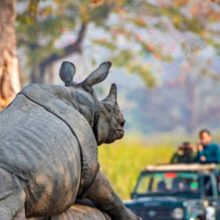 Спаривающиеся носороги на полчаса перекрыли движение машин