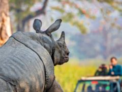 Спаривающиеся носороги на полчаса перекрыли движение машин