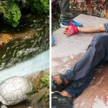 Крокодил, которого приняли за пластиковую скульптуру, напал на туриста