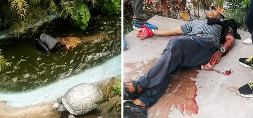 Крокодил, которого приняли за пластиковую скульптуру, напал на туриста