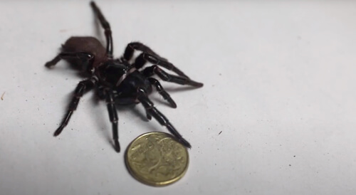 Крупный ядовитый паук был анонимно пожертвован в зоопарк