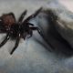 Крупный ядовитый паук был анонимно пожертвован в зоопарк