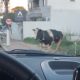 Мотоциклист пострадал в странной «аварии» с участием коровы