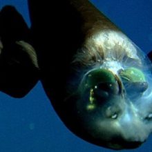Исследователи сняли на видео глубоководную рыбу с прозрачной головой
