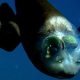 Исследователи сняли на видео глубоководную рыбу с прозрачной головой