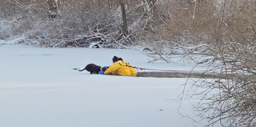 Пёс, частично провалившийся под лёд, был спасён пожарными