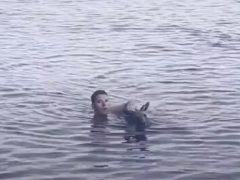 Кенгуру, оказавшийся в воде, получил помощь от случайного прохожего