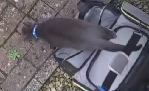 Кот получил возможность ходить на прогулки благодаря лифту, сделанному хозяйкой