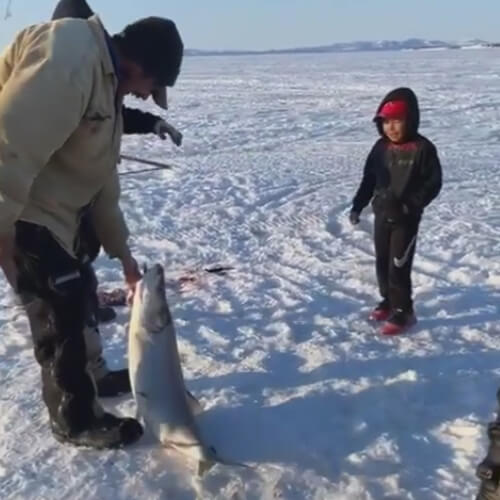 Рыба, пойманная мальчиком, оказалась размером с рыбака