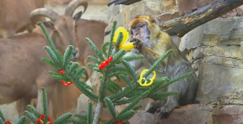 Бараны объели ёлку, предназначенную для обезьян