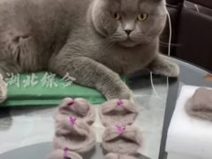 Кошке сделали тапочки из её собственной шерсти
