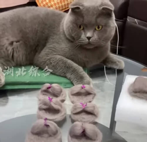 Кошке сделали тапочки из её собственной шерсти