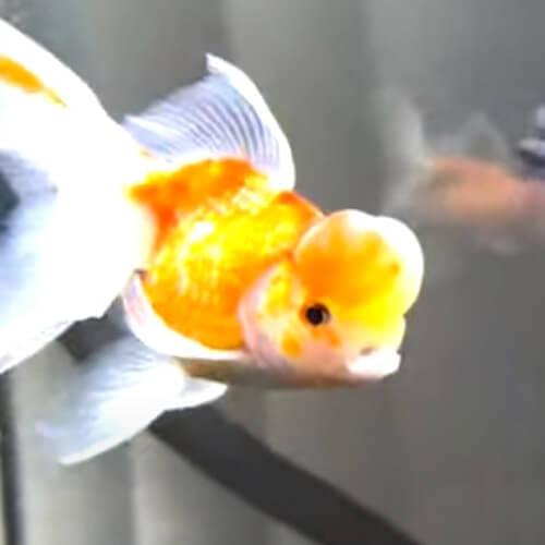 Подавившаяся аквариумная рыбка получила помощь от хозяина