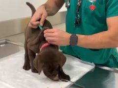 Ветеринар делает пациентам прививки, отвлекая их лакомствами