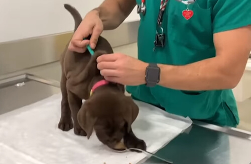 Ветеринар делает пациентам прививки, отвлекая их лакомствами
