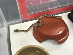 Ядовитая змея совершила путешествие из Пакистана в Англию