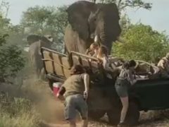 Туристам, на которых напал слон, пришлось спасаться бегством из джипа