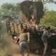 Туристам, на которых напал слон, пришлось спасаться бегством из джипа