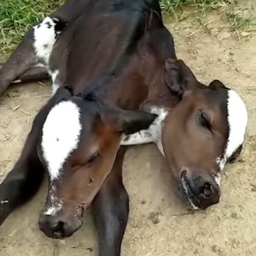 Корова, ставшая матерью в третий раз, родила телёнка с двумя головами