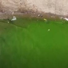 Из-за загрязнения вода в озере стала ярко-зелёной