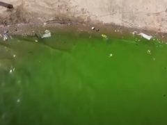 Из-за загрязнения вода в озере стала ярко-зелёной