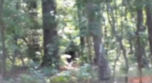 Очевидцам удалось понаблюдать за странным двуногим существом, скрывающимся в лесу