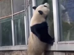 Панда попыталась сбежать из зоопарка