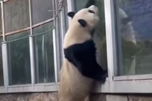 Панда попыталась сбежать из зоопарка