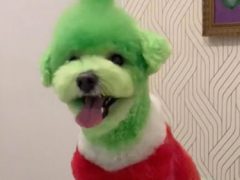 В честь Рождества грумер превратил собаку в Гринча