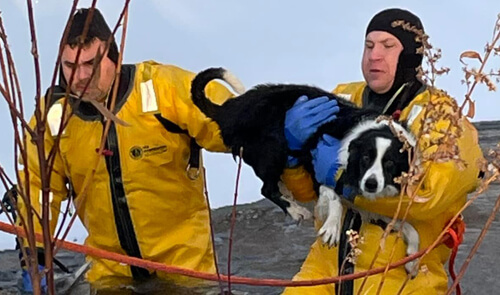 Пёс, частично провалившийся под лёд, был спасён пожарными