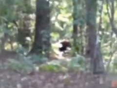 Очевидцам удалось понаблюдать за странным двуногим существом, скрывающимся в лесу