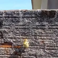 Чтобы совершить побег со двора, утка научилась лазать по стене