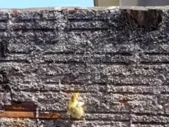 Чтобы совершить побег со двора, утка научилась лазать по стене
