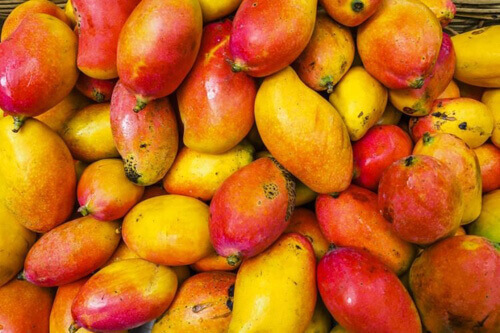 Перебродившие манго стали причиной высокой смертности попугаев