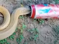 Змея, застрявшая в банке из-под пива, была освобождена
