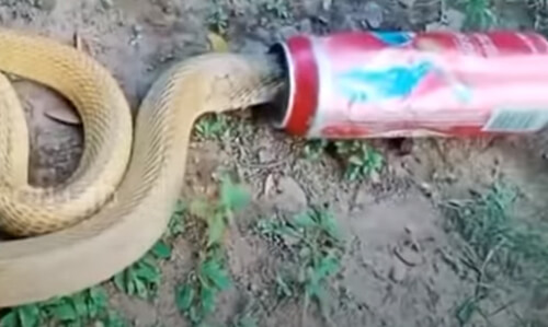 Змея, застрявшая в банке из-под пива, была освобождена