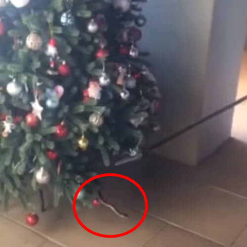 Змеелов снял ядовитое пресмыкающееся с рождественской ёлки
