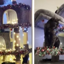 Кошачий домик превратился в рождественский домик