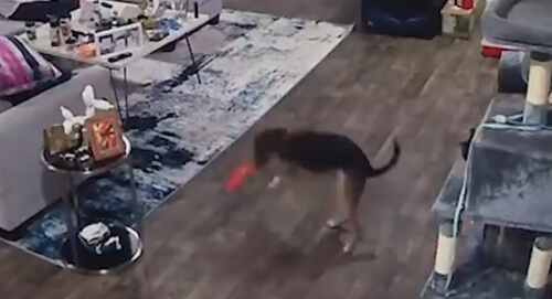 Развеселившийся пёс случайно зашвырнул игрушку на рождественскую ёлку