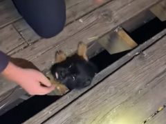 Разобрав пол, пожарные спасли щенка, оказавшегося под террасой