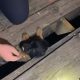 Разобрав пол, пожарные спасли щенка, оказавшегося под террасой