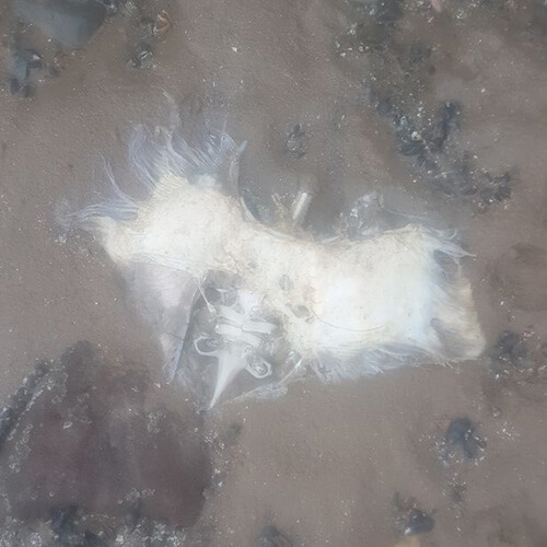 Во время прогулки собака нашла труп «инопланетянина», но это оказались останки ската