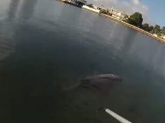 Полицейский использовал шест и нож, чтобы спасти дельфина из рыболовной сети