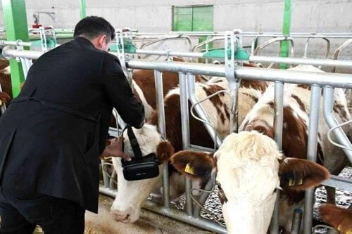 Чтобы получить от коров больше молока, фермер одевает на них очки виртуальной реальности